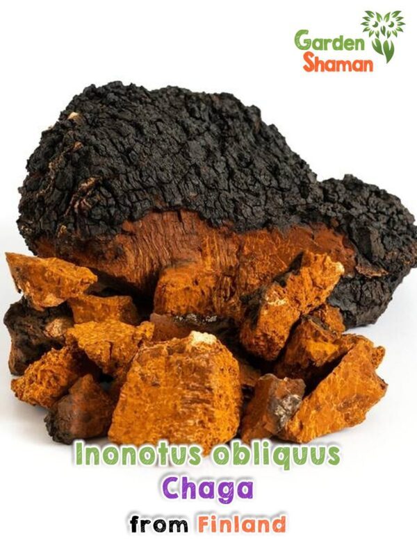 GardenShaman.eu - Inonotus obliquus - Chaga, getrocknet