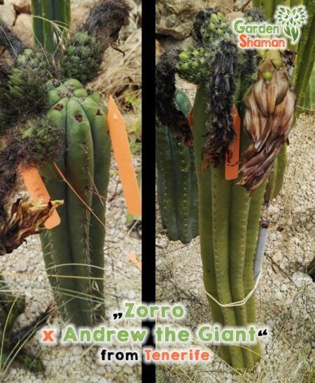 GardenShaman.eu Zorro x Andrés el Gigante, Trichocereus pachanoi peruvians