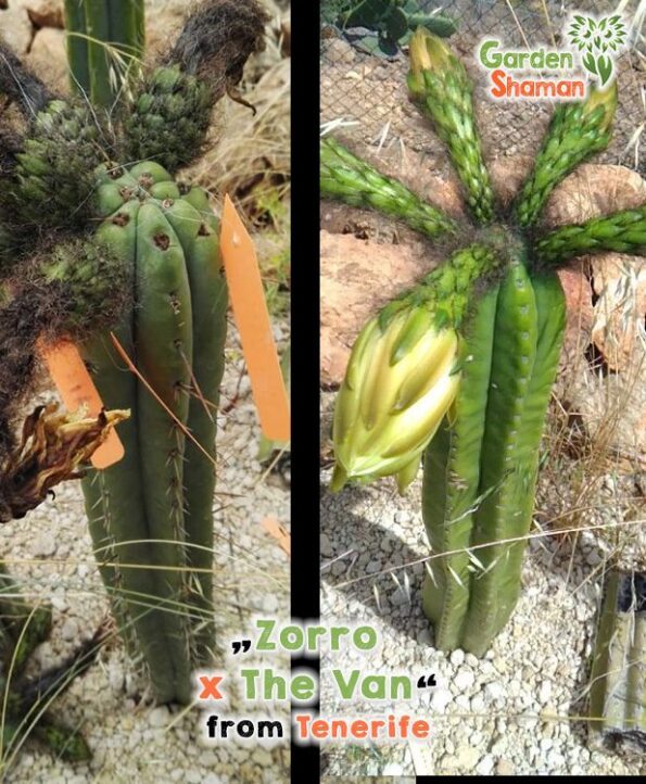 GardenShaman.eu Zorro x The Van, Trichocereus pachanoi peruvians