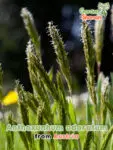 Gardenshaman.eu - Anthoxanthum odoratum herbe odorante