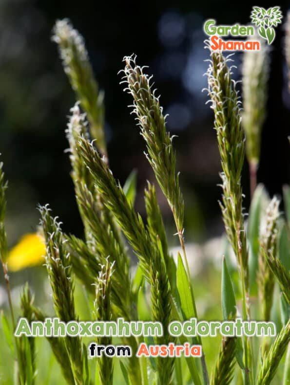 Semillas de hierba olorosa (Anthoxanthum odoratum)