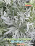 Ajenjo "Silverado" (Artemisia absinthium) Absenta