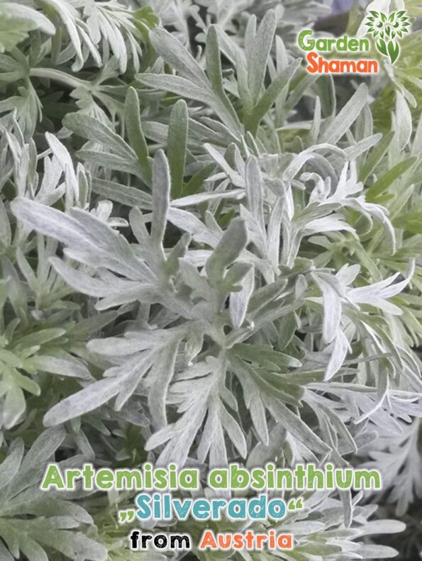 Absinto "Silverado" (Artemisia absinthium) Absinto