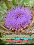 GardenShaman.eu - Vegetable Artichoke "Imperial Star Type", "Green Globe Type" (Cynara cardunculus f. scolymus) Seeds