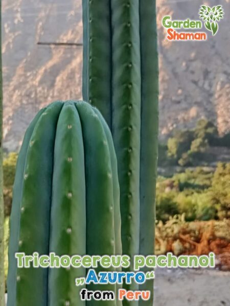 GardenShaman.eu Trichocereus pachanoi Azurro