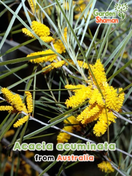 GardenShaman.eu - Acacia acuminata seeds seeds Raspberry Wattle