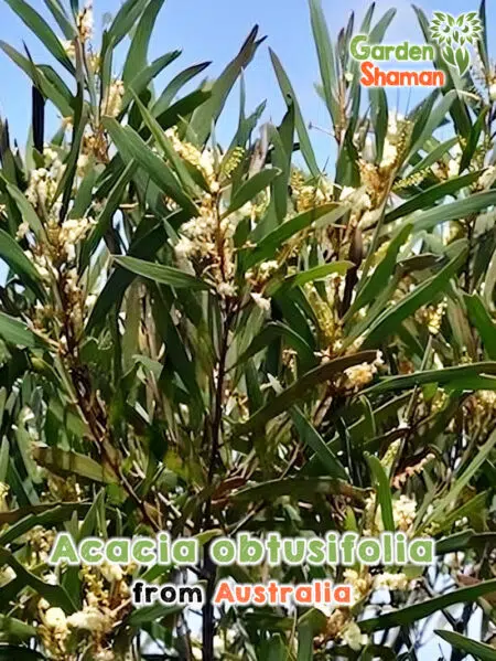 GardenShaman.eu Acacia obtusifolia, Blunt leaf Wattle semillas semillas