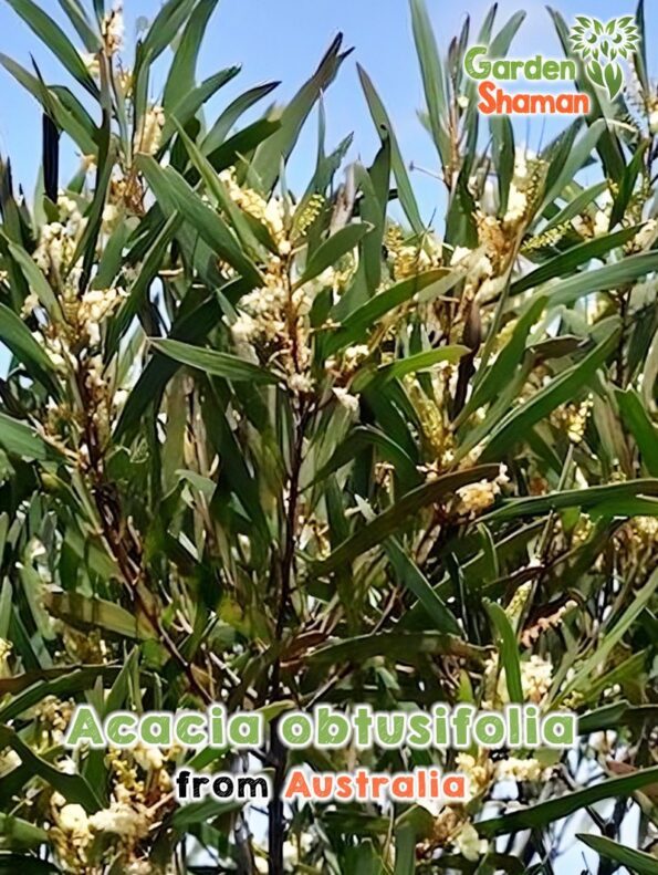 GardenShaman.eu Acacia obtusifolia, Blunt leaf Wattle seeds seeds