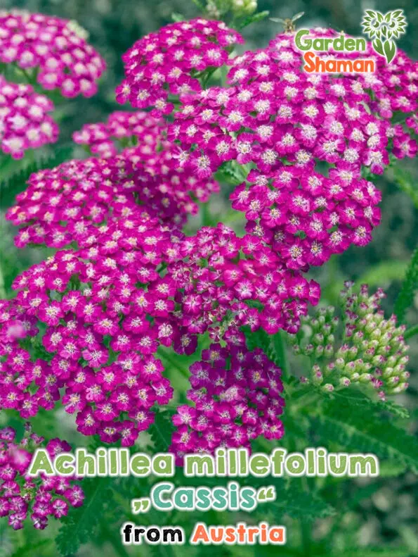 GardenShaman.eu Achillea millefolium Semillas de Cassis