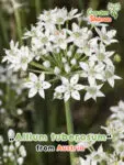 GardenShaman.eu - Allium tuberosum