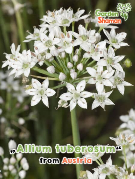 GardenShaman.eu Allium Tuberosum Ciboulette chinoise graines