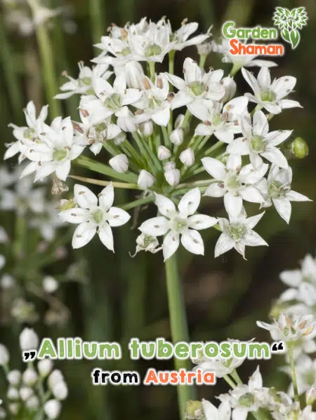 GardenShaman.eu Allium Tuberosum Chinese Chive Seeds