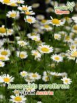 GardenShaman.eu Anacyclus pyrethrum seeds