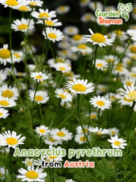 GardenShaman.eu Anacyclus pyrethrum Samen