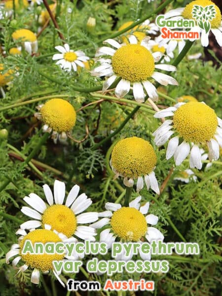 GardenShaman.eu Anayclus pyrethrum var. depressus semillas Raíz de Bertram