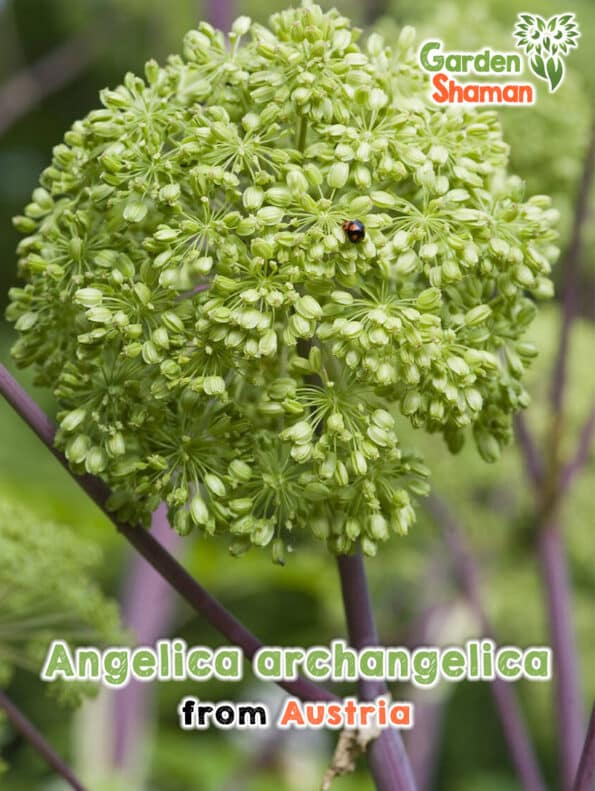GardenShaman.eu Angelica Archangelica semillas de angélica