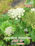 GardenShaman.eu – Angelica dahurica BLBP01
