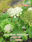 GardenShaman.eu - Angelica dahurica BLBP01 semillas semillas