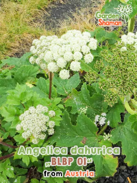 GardenShaman.eu - Angelica dahurica BLBP01 semillas semillas
