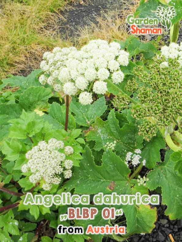 GardenShaman.eu - Angelica dahurica BLBP01 Graines
