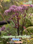 GardenShaman.eu - Angelica sylvestris Angelica púrpura de ébano