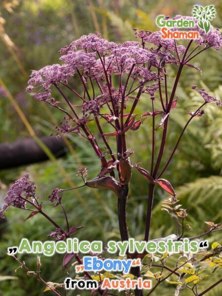 GardenShaman.eu - Angelica sylvestris Ebony Purpur Engelwurz