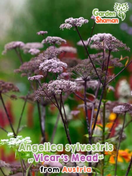 Angelica sylvestris "Vicar's Mead" Purple angelica