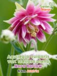 GardenShaman.eu – Aquilegia vulgaris var stellata plena Nora Barlow