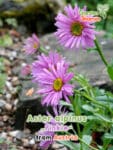 GardenShaman.eu - Aster alpinus Pinkie Samen seeds