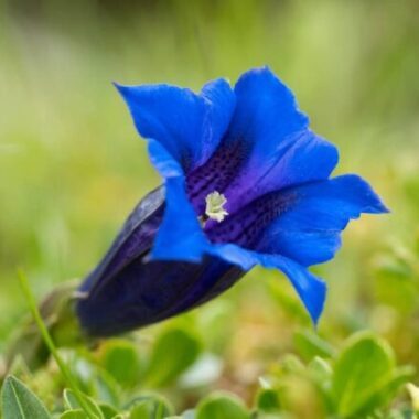 Salvia recognita: Alles, was Du über den türkischen Felsensalbei wissen musst