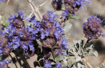 Le guide ultime des plantes de Variegata : soins, espèces et conseils