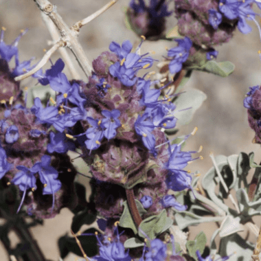 Salvia apiana: uso, coltivazione e benefici