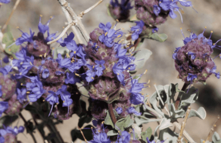 GardenShaman.eu - Blog - Salvia dorrii Samen seeds