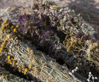 Simbiosis: las asociaciones secretas entre plantas y animales