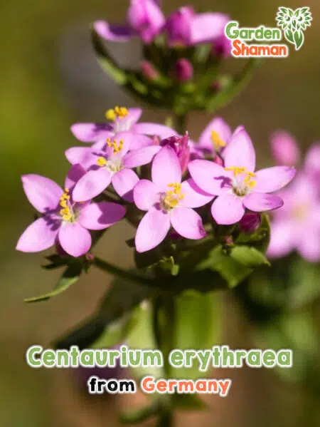 GardenShaman.eu - Centaurium erythraea seeds
