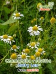 GardenShaman.eu - Chamomilla recutita Zloty Lan semillas