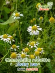 GardenShaman.eu - Chamomilla recutita Zloty Lan