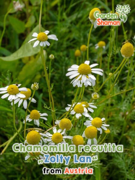 GardenShaman.eu - Chamomilla recutita Zloty Lan Samen seeds