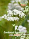 GardenShaman.eu - Cumin - Cuminum cyminum seeds