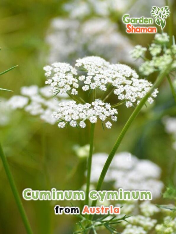 GardenShaman.eu - Cumin - Cuminum cyminum seeds