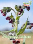 GardenShaman.eu - Gewöhnliche Hundszunge (Cynoglossum officinale) Samen