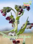 GardenShaman.eu - Cynoglossum officinale