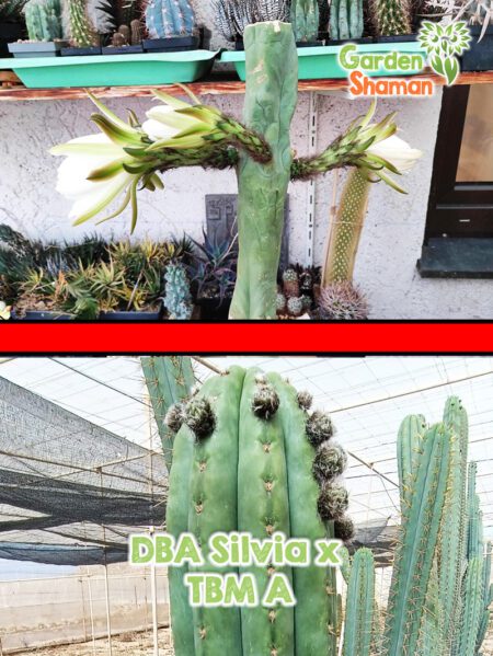 GardenShaman.eu Graines de DBA Silvia x TBM A, graines, crested, mutant, monstrose