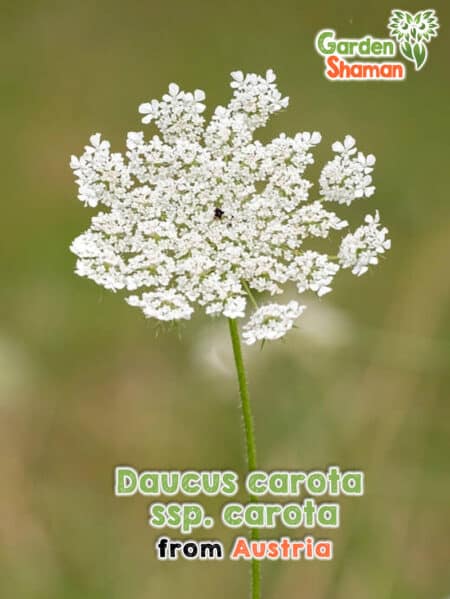 GardenShaman.eu - Semillas de Daucus carola ssp. carota