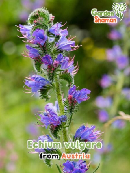 GardenShaman.eu Echium vulgare Gewöhnlicher Natternkopf Samen