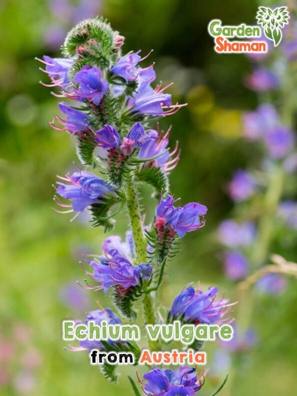 GardenShaman.eu Echium vulgare Gewöhnlicher Natternkopf Samen