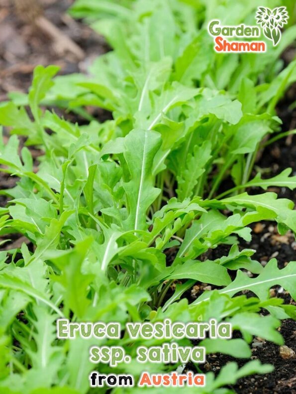 GardenShaman.eu Graines d'Eruca vesicaria ssp. sativa