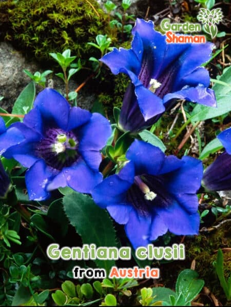 GardenShaman.eu - Gentiana clusii Samen, Enzian Samen seeds