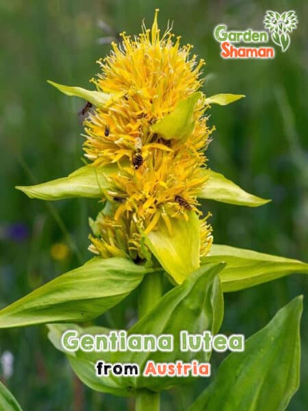 GardenShaman.eu - Genciana amarilla - Semillas de Gentiana lutea