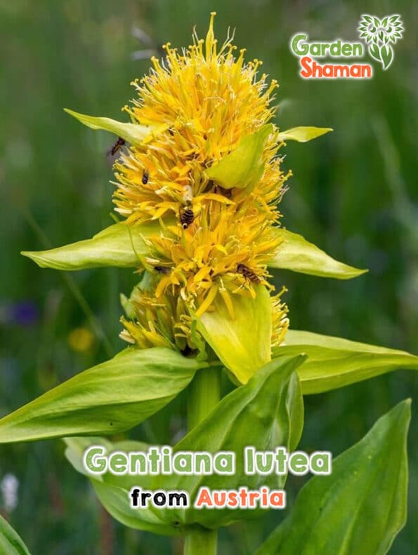 GardenShaman.eu - Gentiane jaune - Gentiana lutea Graines